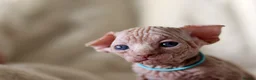Sphynx cats for sale: Beautiful Pedigree Sphynx Kittens  - Advert 27