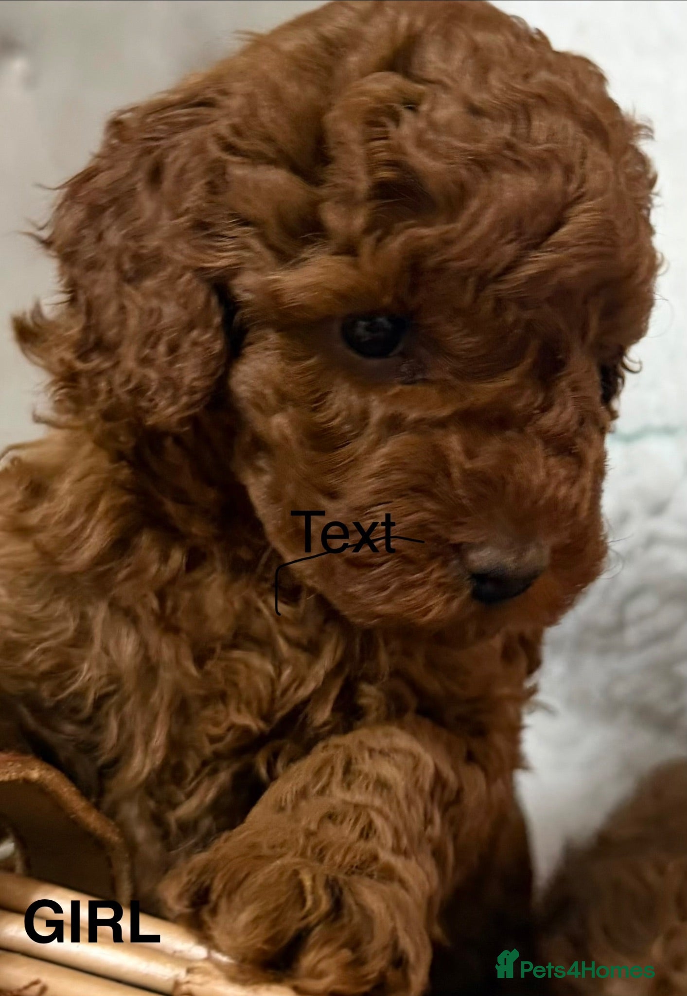 Toy Poodle dogs Tiny dark red Toy poodle girl  - Advert 1