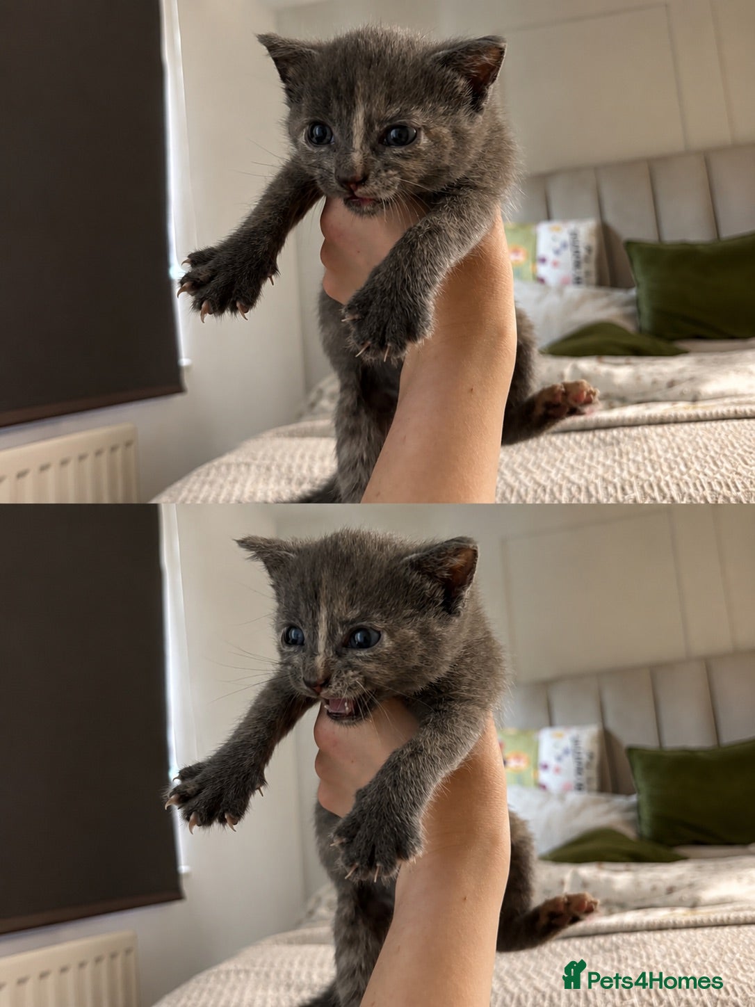 Maine Coon cats 1/4 mainecoon grey speckle kitten - Advert 14