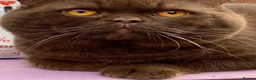 British Shorthair cats for sale: GCCF Registered Top-Quality British Shorthairs  - Advert 5