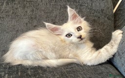 Maine Coon cats for sale: Beautiful shaded Maine coon boy  - Image 1