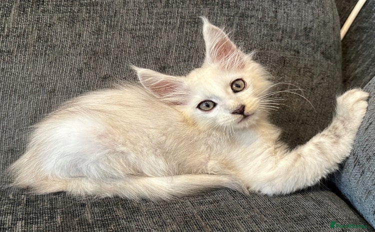 Maine Coon cats - Advert 15