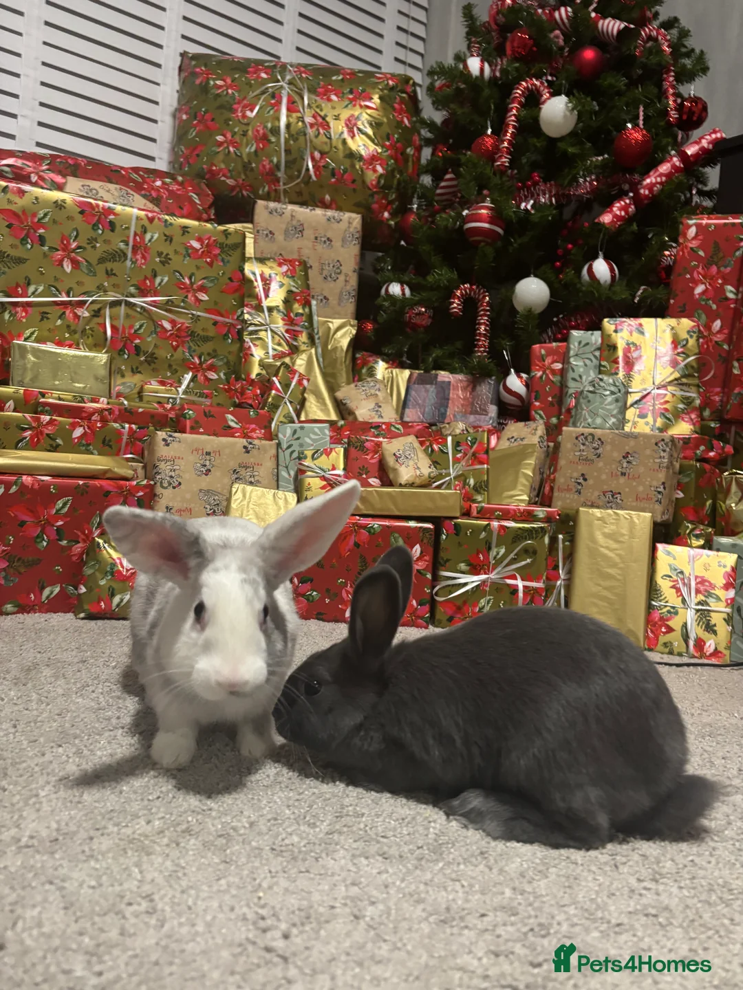 Mixed Breed rabbits for sale: 2 young Male rabbits for sale in Prenton - Advert 2