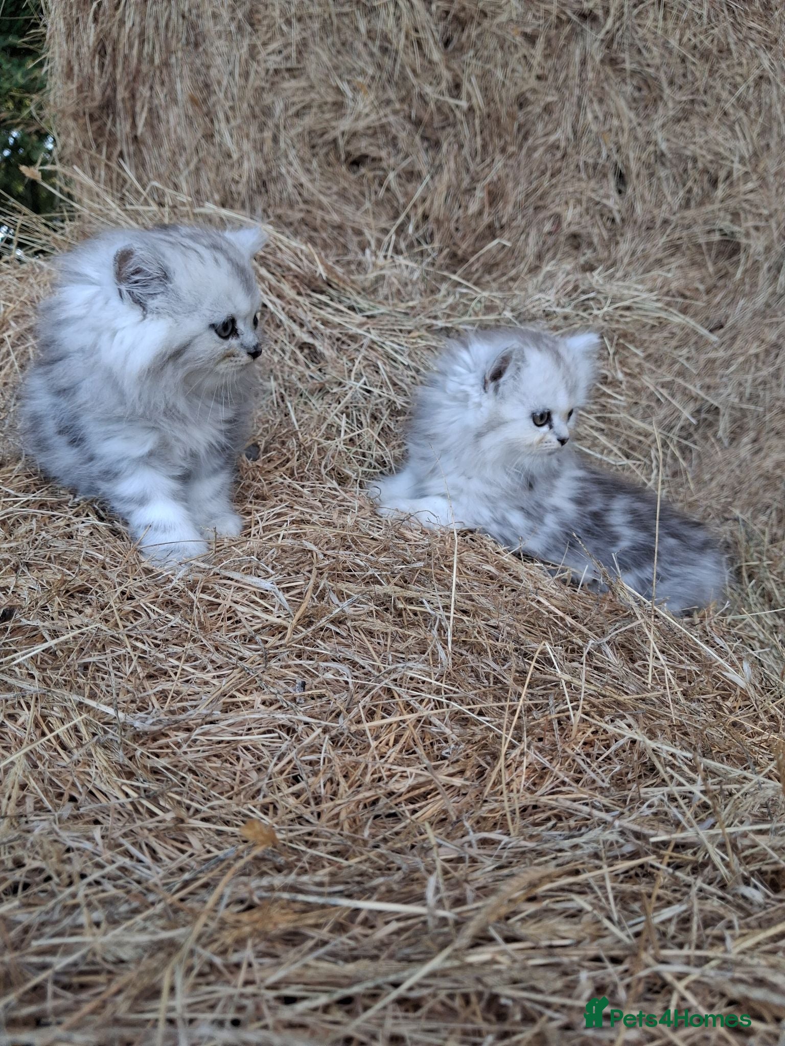 Mixed Breed cats READY NOW! British long hair cross kittens  - Advert 24