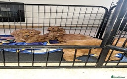 Cockapoo dogs for sale: Coockerpoo puppies  - Advert 14