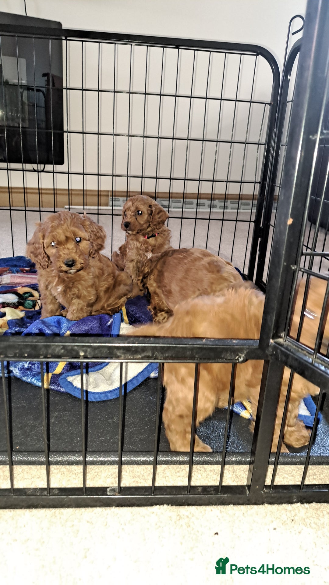 Cockapoo dogs for sale: Coockerpoo puppies  - Advert 14