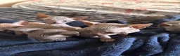 Sphynx cats for sale: Sphynx Kittens - Advert 32