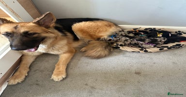 Mixed Breed dogs - Advert 4