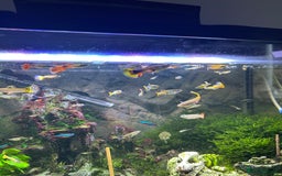 Other/Mixed Breed fish for sale: Guppies - Image 2