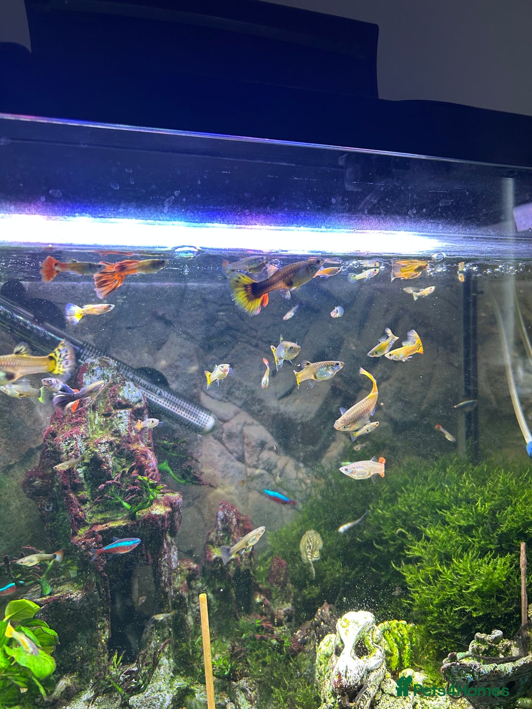Other/Mixed Breed fish for sale: Guppies - Image 2