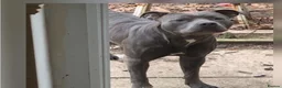 Staffordshire Bull Terrier dogs for sale: Stunning original black/blue Staff pups *rare* - Advert 2