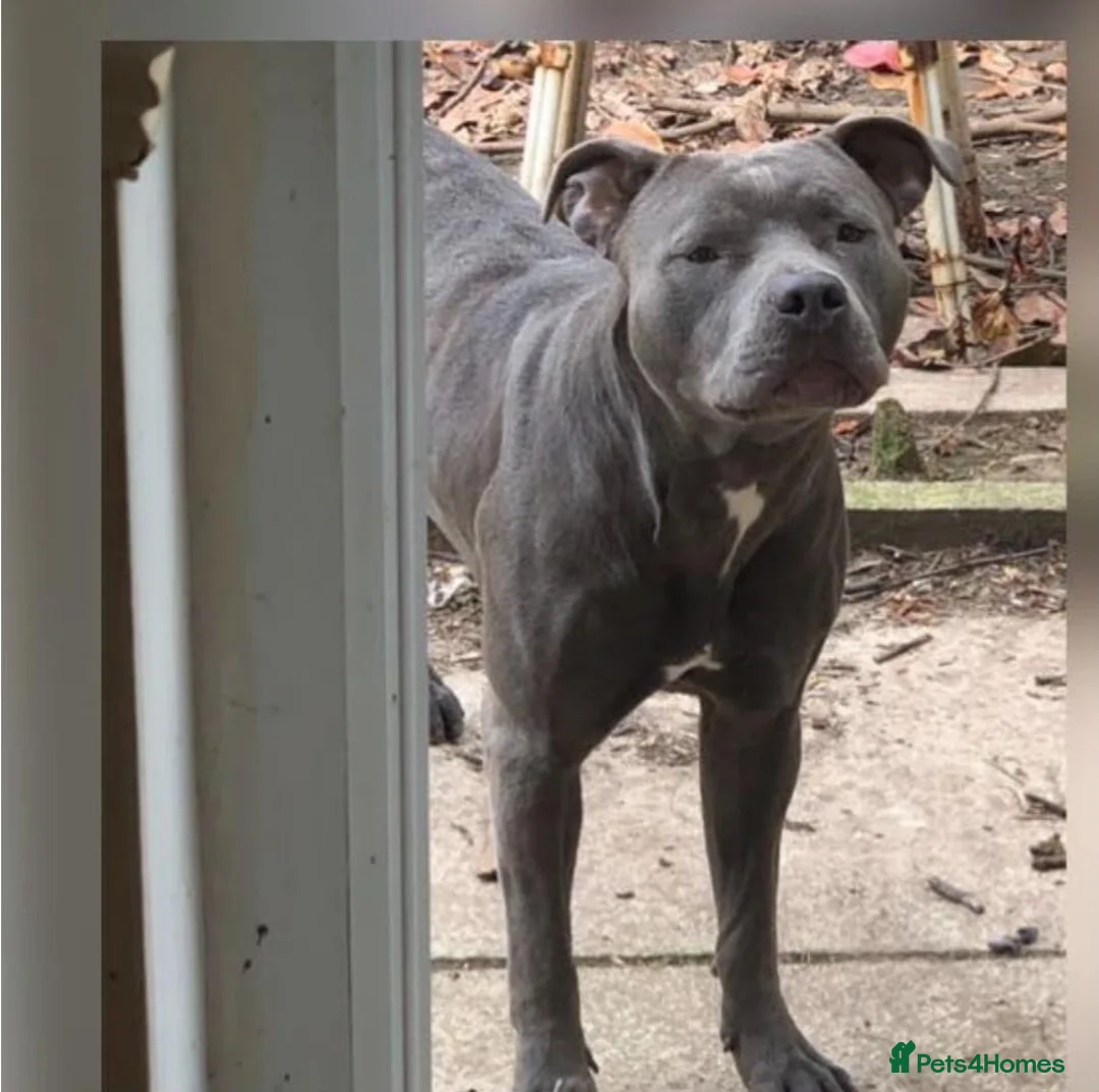Staffordshire Bull Terrier dogs for sale: Stunning original black/blue Staff pups *rare* - Advert 2