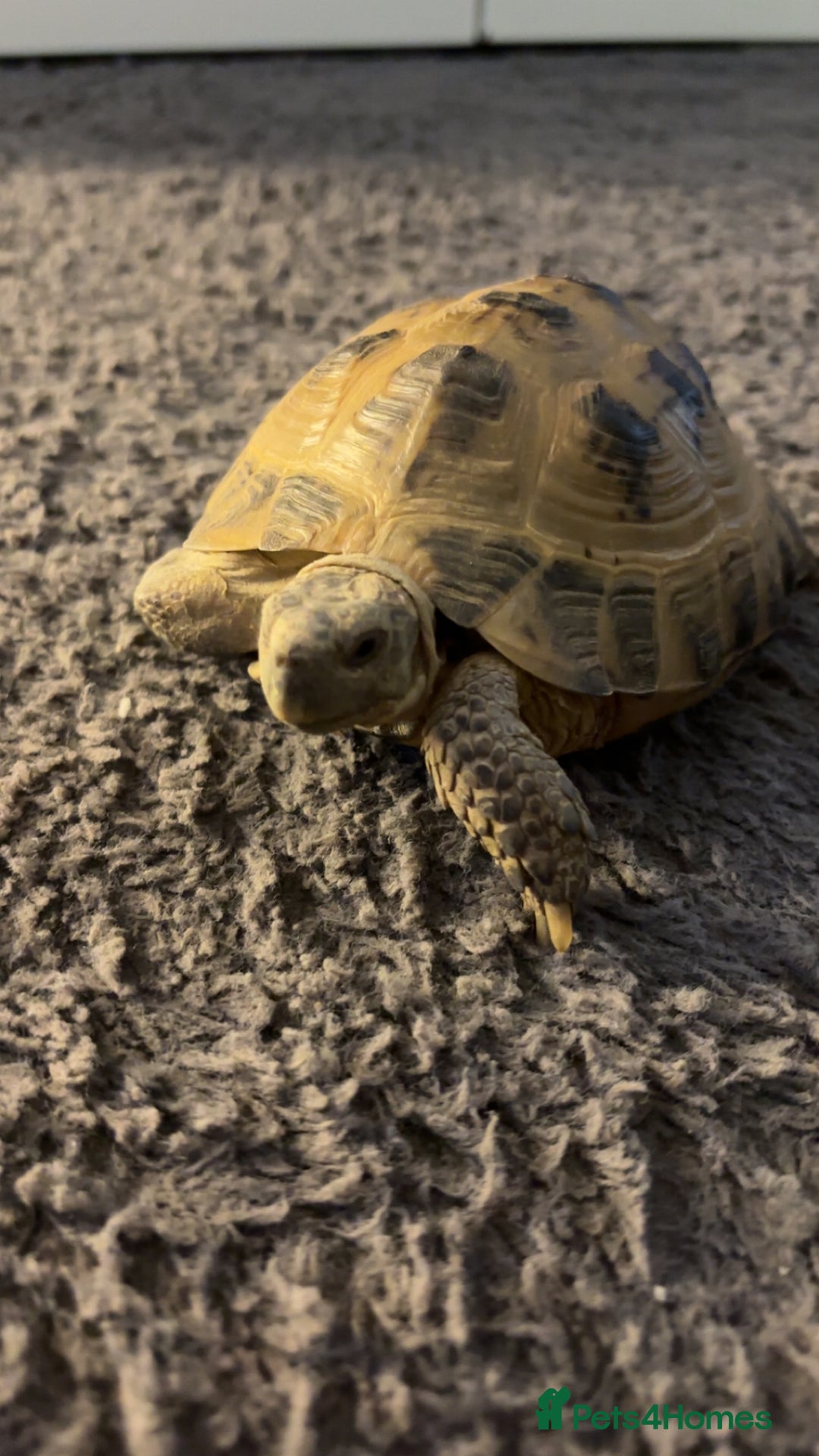 Tortoise reptiles for sale: Horsefield tortoise  - Advert 2