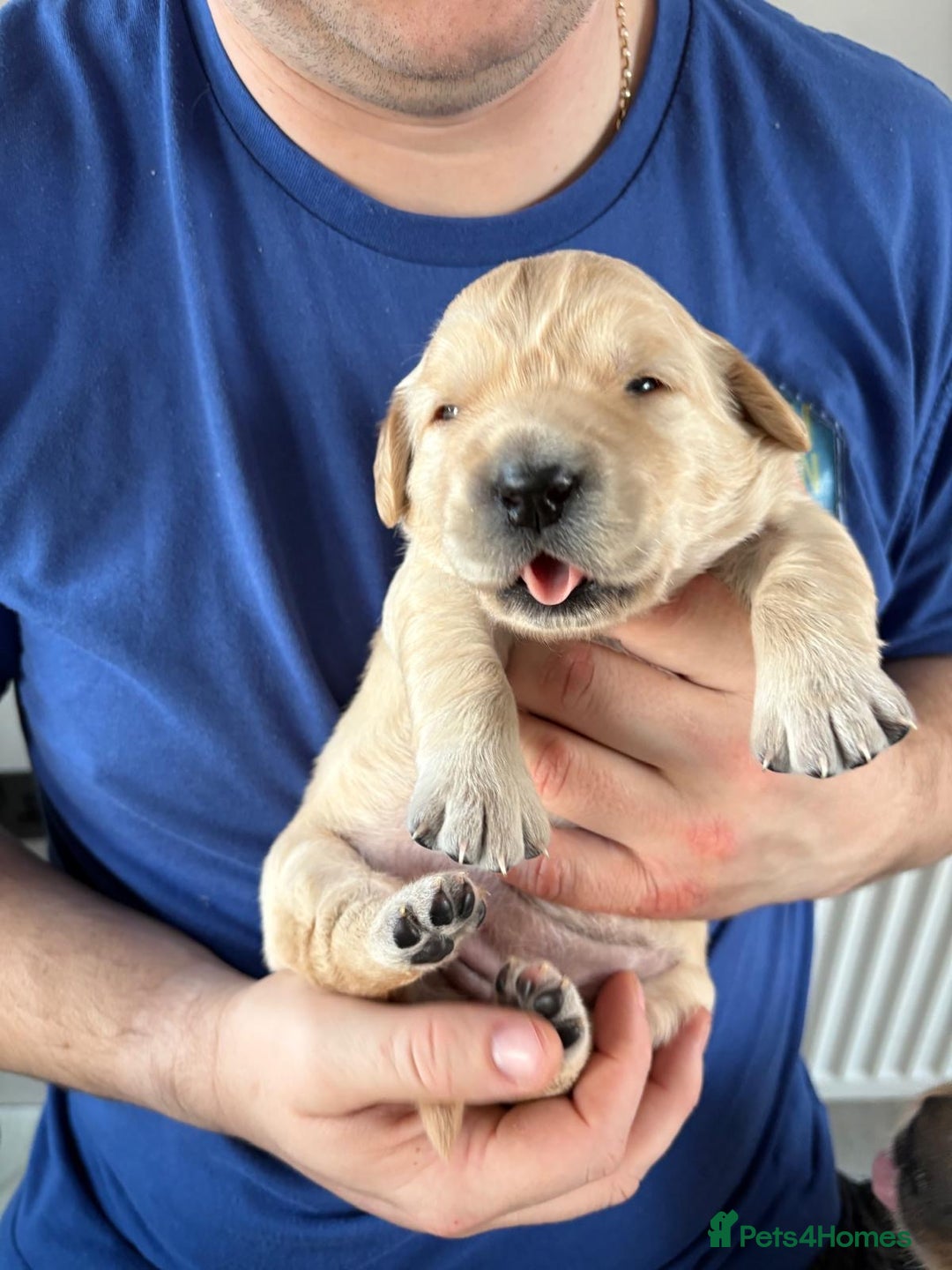Golden Retriever dogs for sale: 1 female Golden Retriever Pup left for sale🥰🏡 - Advert 1