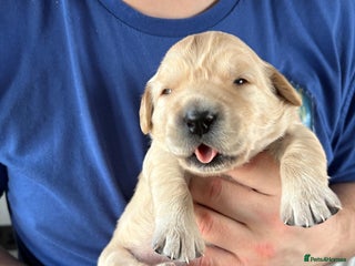 Golden Retriever dogs 1 female Golden Retriever Pup left for sale🥰🏡 - Advert 2