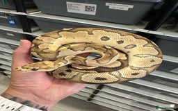 Python Snake reptiles for sale: Royal Pythons for Sale in Peterborough - Image 8