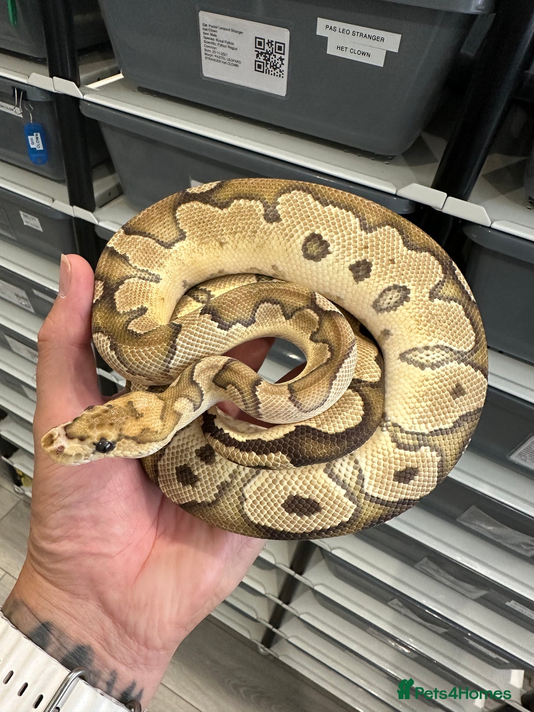 Python Snake reptiles for sale: Royal Pythons for Sale in Peterborough - Image 8