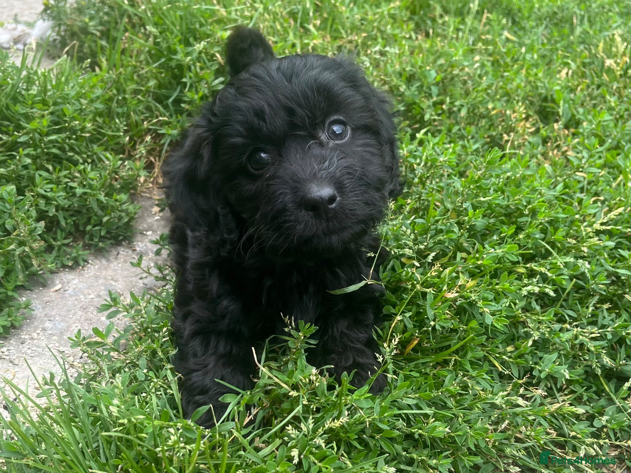 Cockapoo dogs F1 toy cockapoo GIRL puppy for sale  - Advert 2