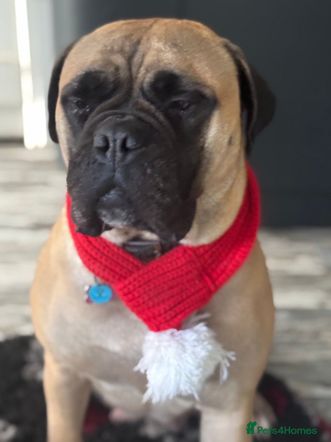 Bullmastiff dogs for sale: Beautiful Pedigree Puppies - Advert 19