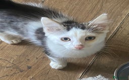 Mixed Breed cats for sale: Lower price…READY NOW….Mainecoon x Kittens - Image 2