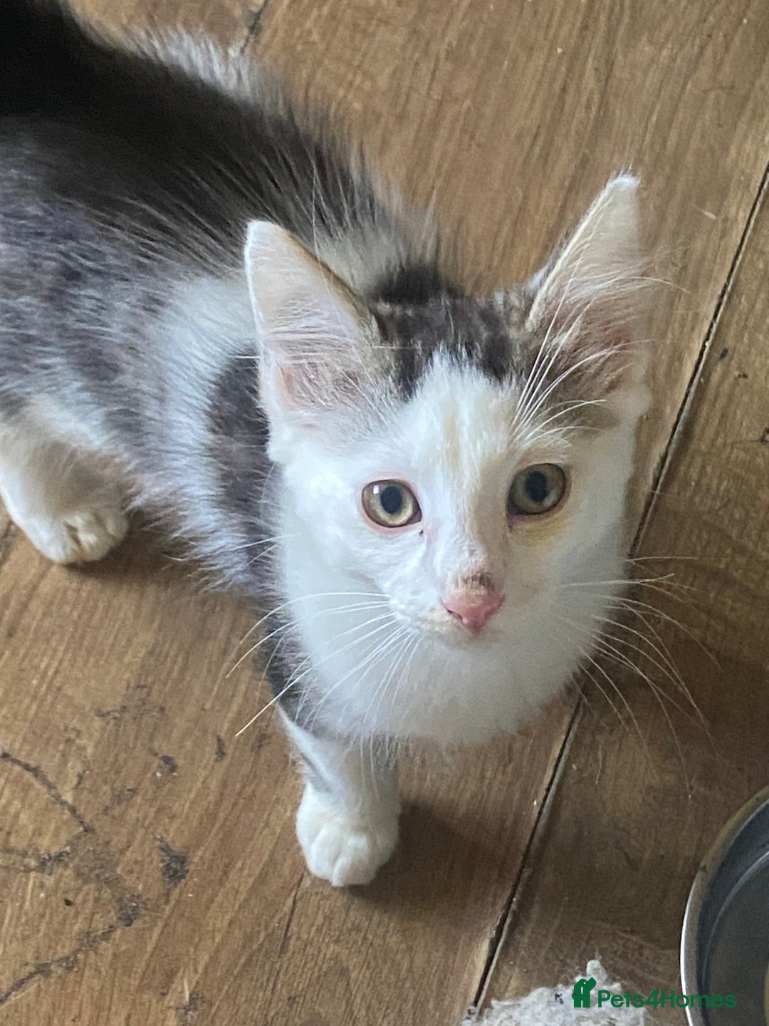 Mixed Breed cats for sale: Lower price…READY NOW….Mainecoon x Kittens - Image 2