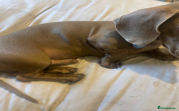 Miniature Dachshund dogs Miniature Dachshund fawn  - Advert 2