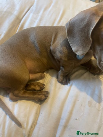 Miniature Dachshund dogs Miniature Dachshund fawn - Advert 1
