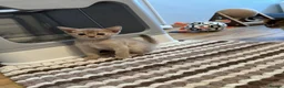 Abyssinian cats for sale: Abyssinian kittens  - Advert 15