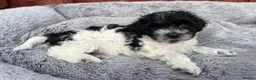 Havanese dogs for sale: Beautiful Havanese Puppies Ready Now - Advert 18