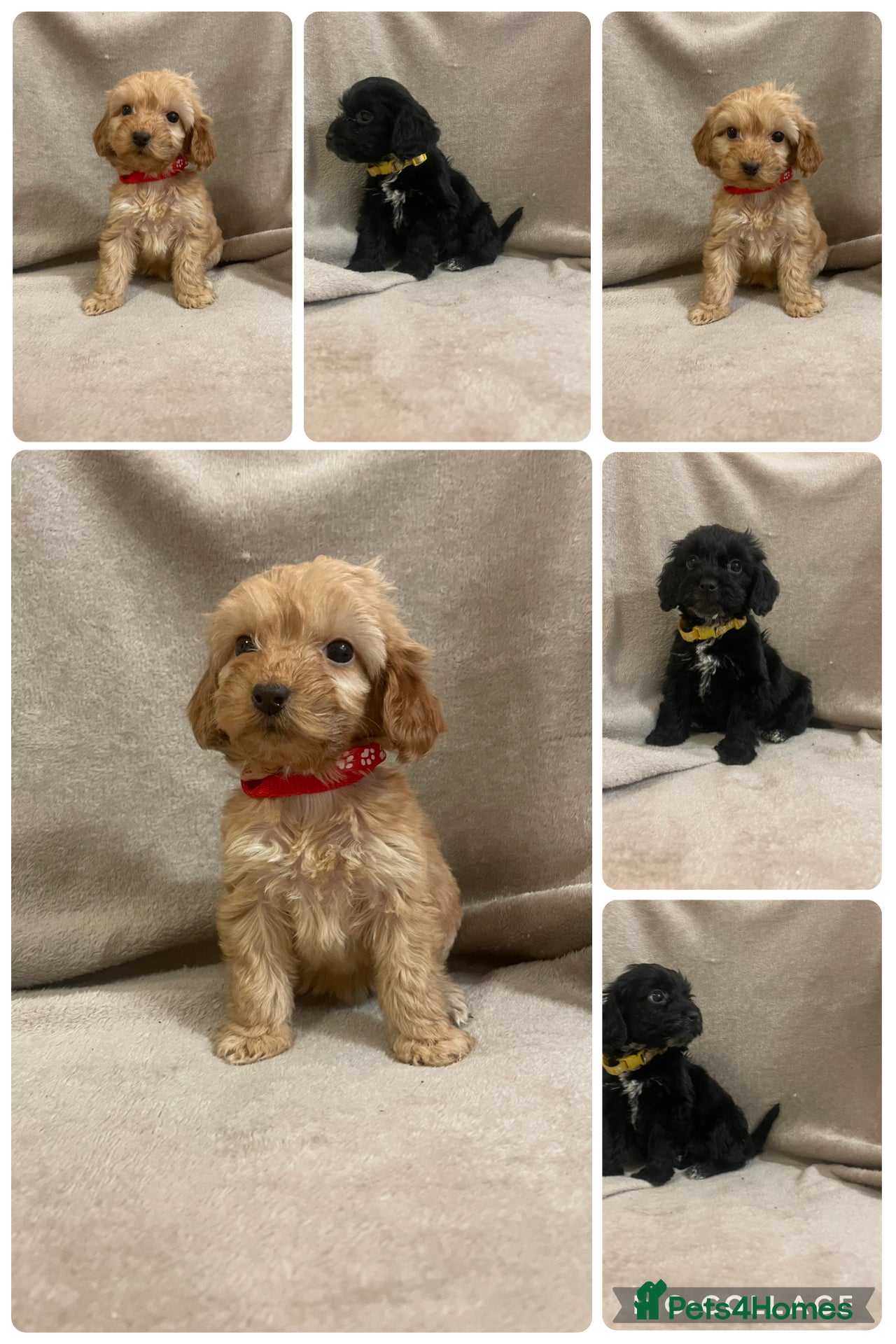 Cockapoo dogs Beautiful F1 cockapoos ready now for new homes  - Advert 2