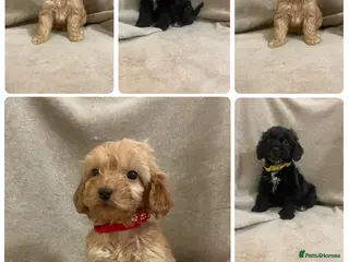 Cockapoo dogs Beautiful F1 cockapoos ready now for new homes - Advert 12