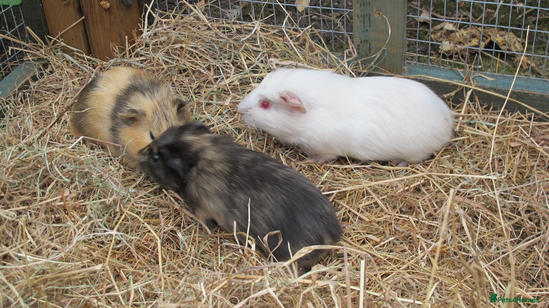 Guinea Pig rodents for sale: beautiful male guinea pigs - Image 2