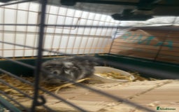 Guinea Pig rodents for sale: Lovely Paired male guinea pigs - Image 7
