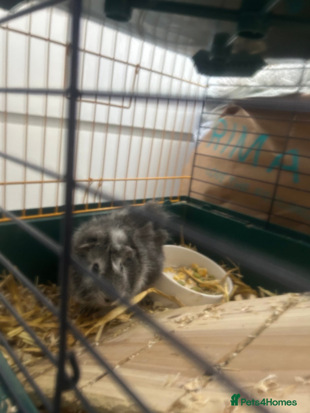 Guinea Pig rodents for sale: Lovely Paired male guinea pigs - Image 7