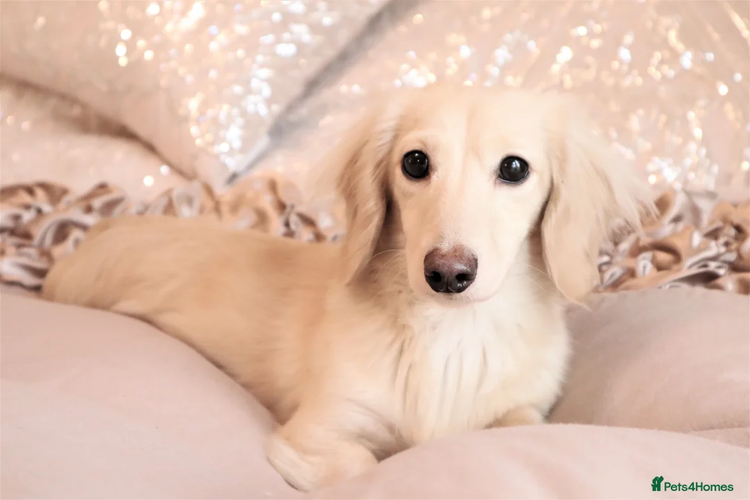 Miniature Dachshund dogs for stud: Falcor for Stud only in Wisbech - Advert 4