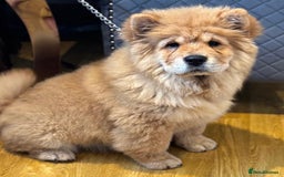 Chow Chow dogs for sale: 5 UNREAL QUALITY CHOWS 😍🦁 final reductions!  - Image 7