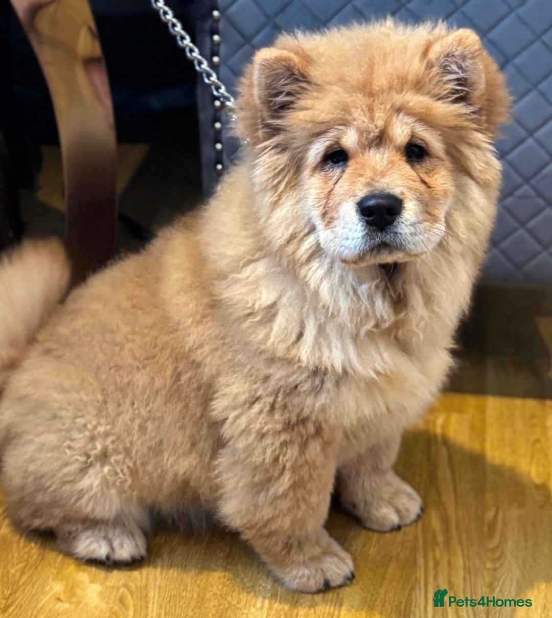 Chow Chow dogs for sale: 5 UNREAL QUALITY CHOWS 😍🦁 final reductions!  - Image 7