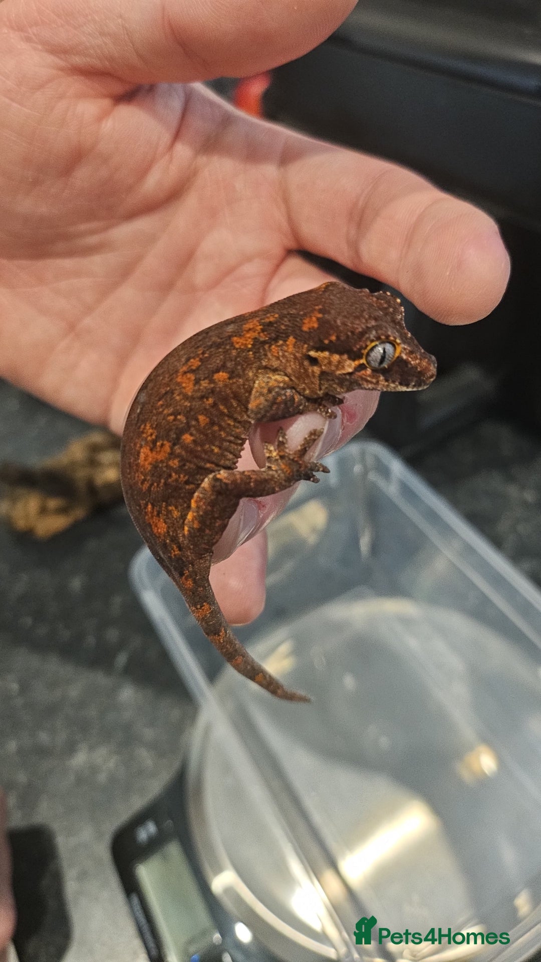 Gecko reptiles for sale: 5 Gargoyle Gecko Babies for sale - Image 10