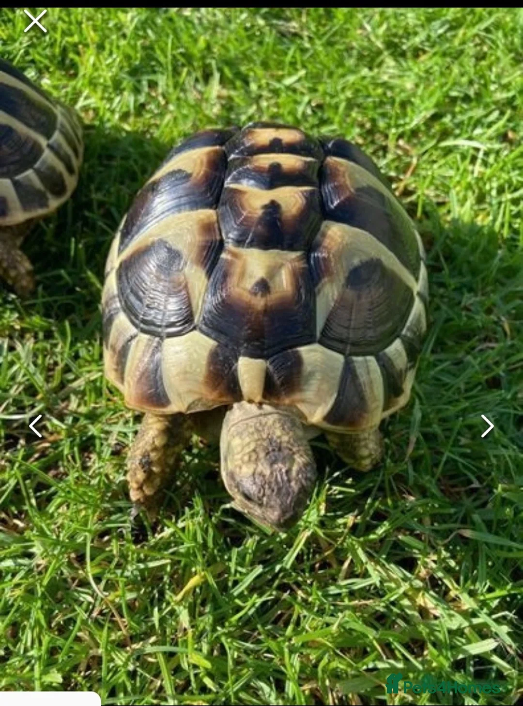 Tortoise reptiles for sale: Hermann Tortoise - 1 year old in Barry - Advert 2