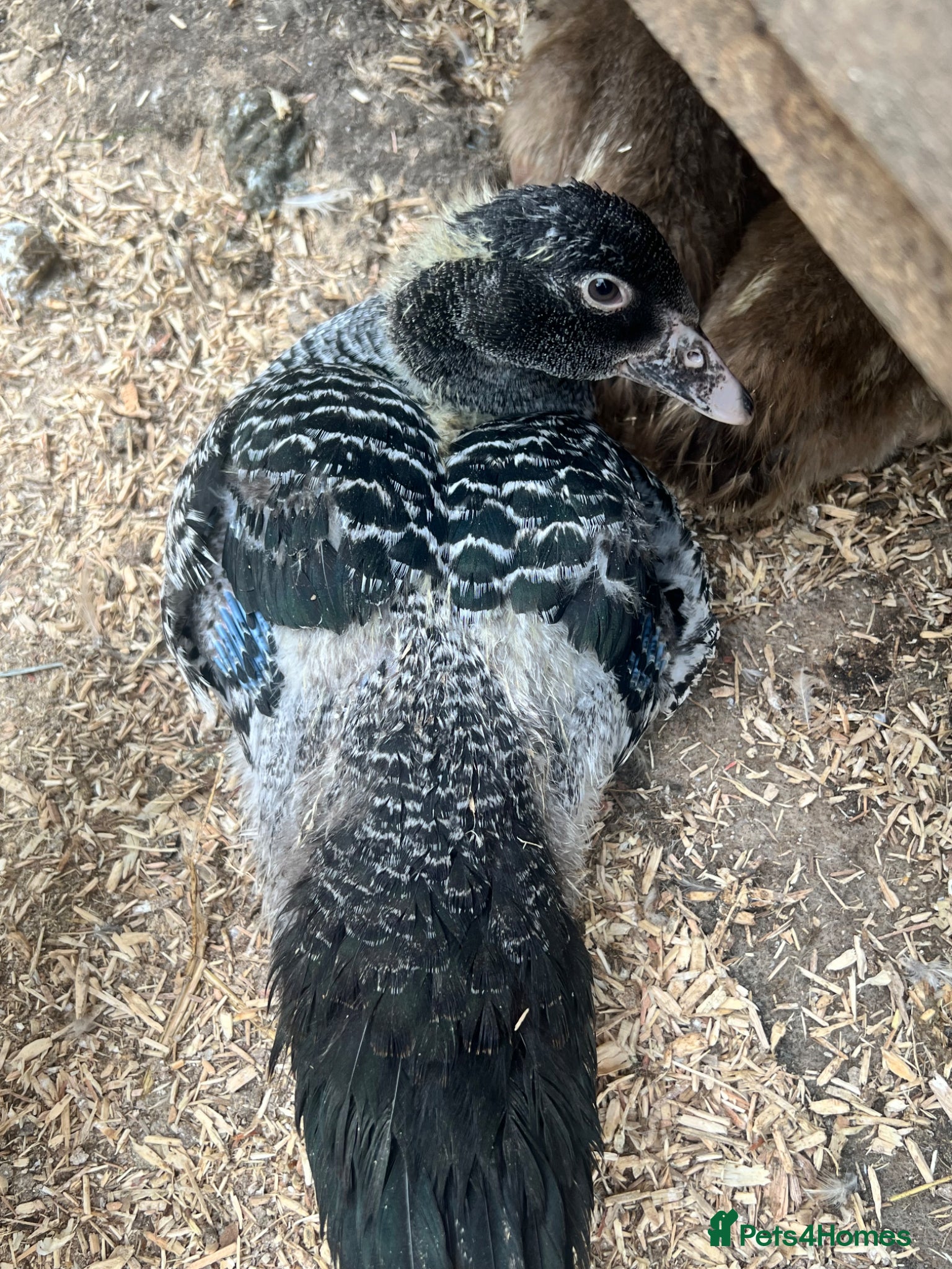 Ducks poultry Muscovy - lots of colours - Hatched Regularly - Advert 4