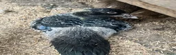 Ducks poultry for sale: Muscovy - lots of colours - Hatched Regularly - Advert 1