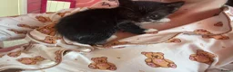 Mixed Breed cats for sale: 🐾Siamese cross kittens 🐾 - Advert 13
