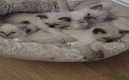Ragdoll cats for sale: Purebred Ragdoll kittens, blue, seal, Lynx mitted - Image 14