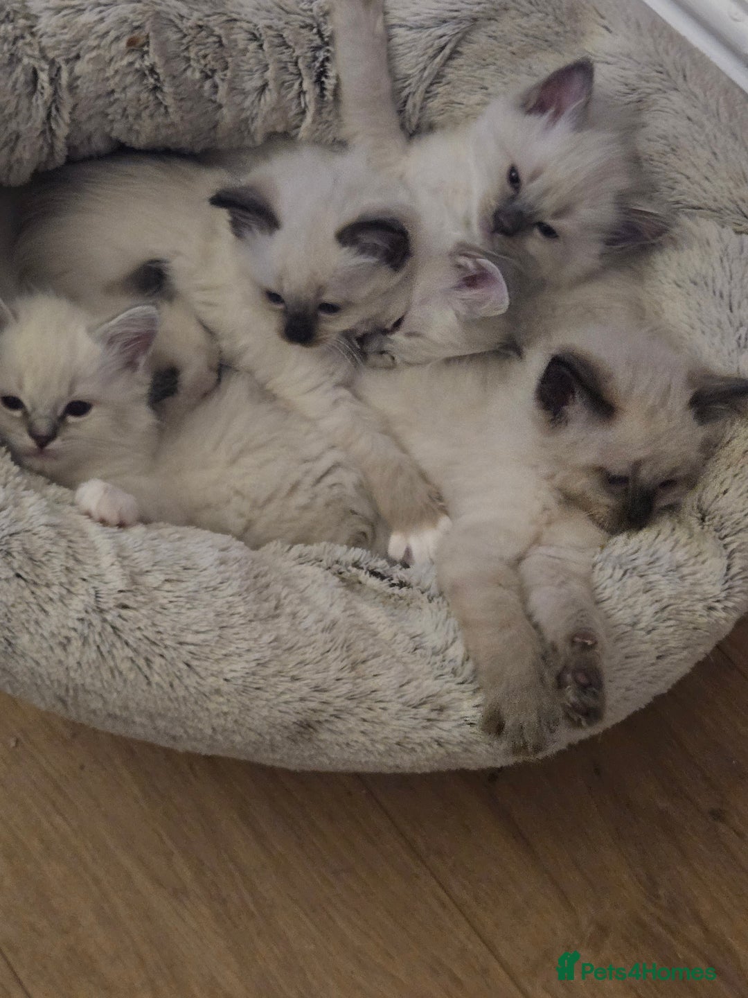 Ragdoll cats for sale: Purebred Ragdoll kittens, blue, seal, Lynx mitted - Image 14