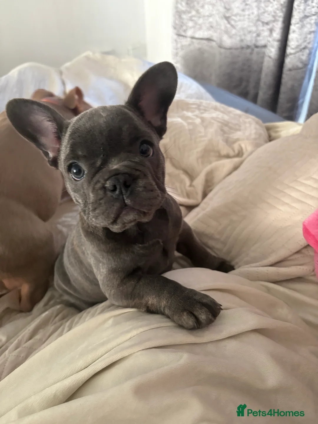 French Bulldog dogs for sale: Beautiful bitch 9 weeks  - Advert 3