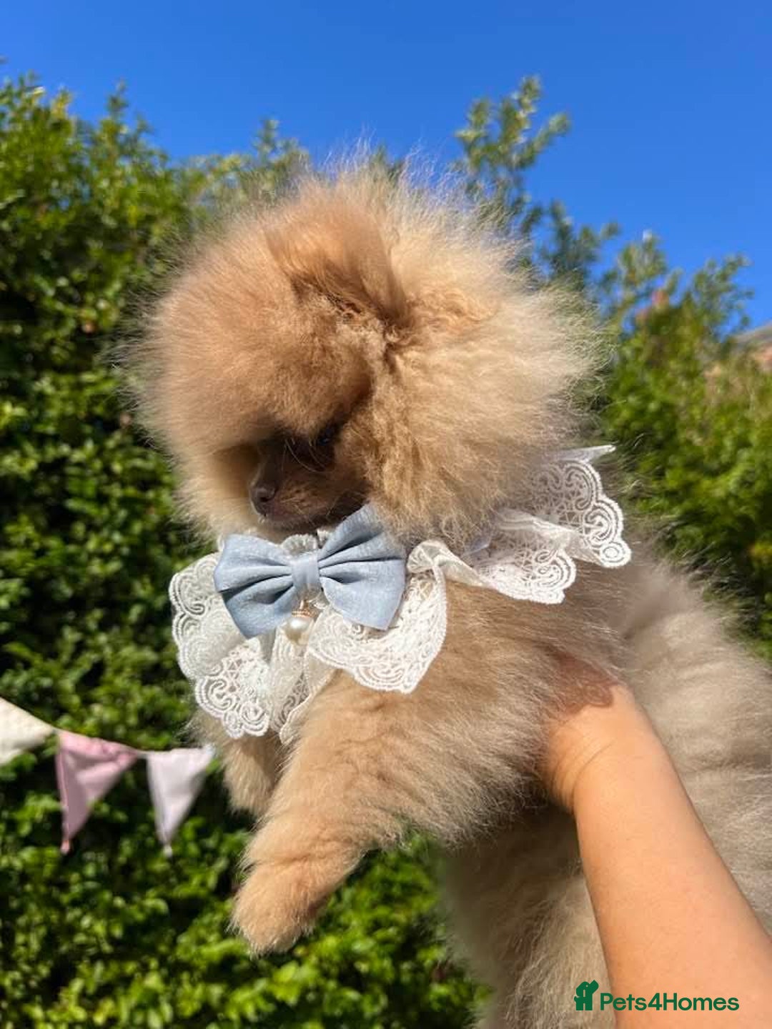 Pomeranian dogs for sale: Stunning pick of the litter Pomeranian Boy - Image 14
