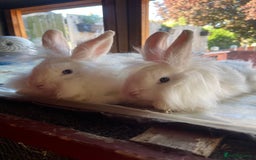Mixed Breed rabbits for sale: 6 Month Old Lionhead x Angora Does - Image 14