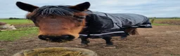 Welsh Section D horses for sale: Bartonhouse charlotte  - Advert 9