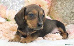 Miniature Dachshund dogs for sale: KC Registered Miniature Dachshund Puppies - Image 11