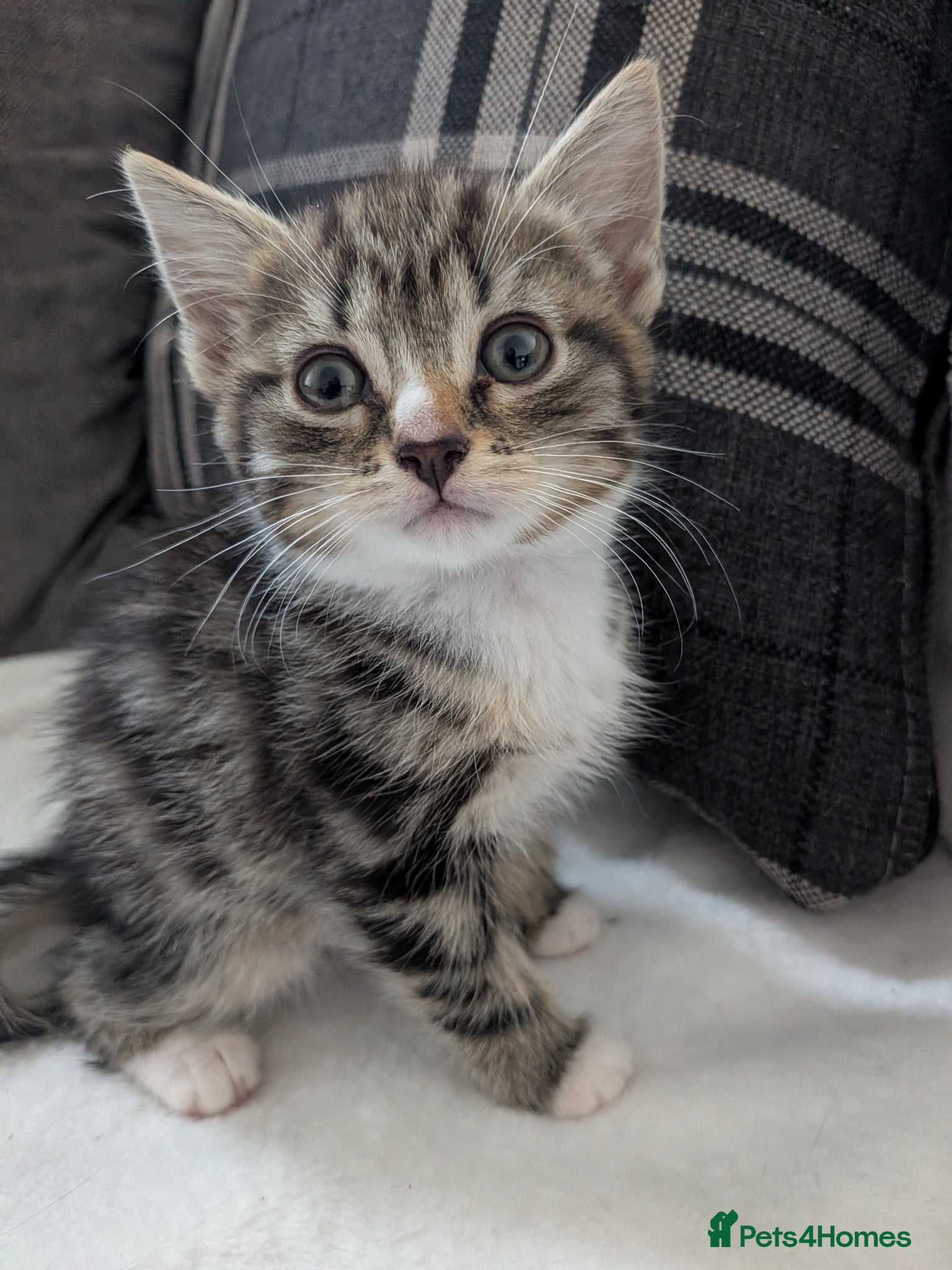 Mixed Breed cats for sale: 9 week old beautiful kittens  in Bognor Regis - Advert 5